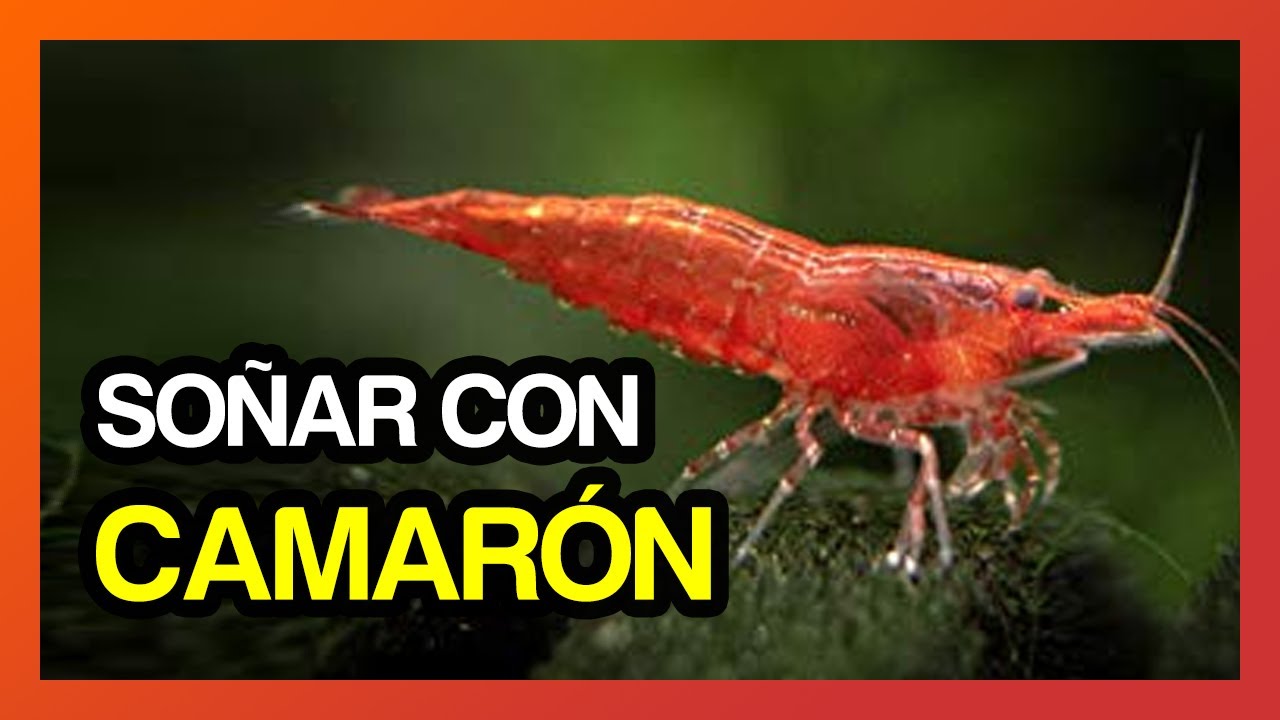 que significa soñar con camarones y pescados