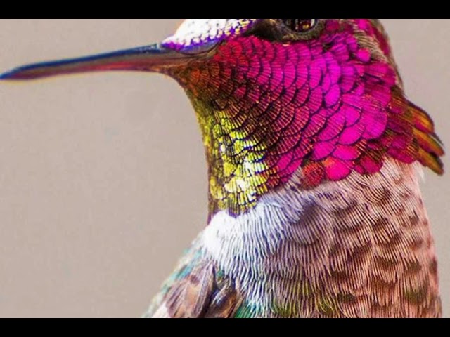 imagenes de colibri con frases bonitas