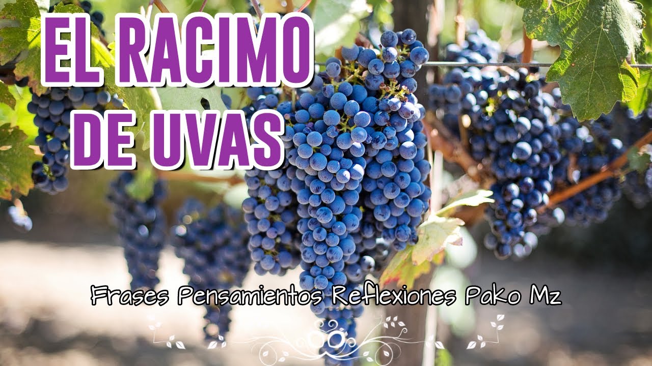 imagenes de uvas con frases
