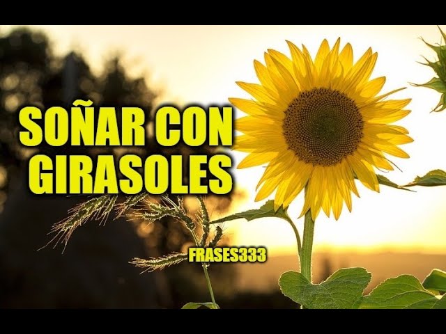 soñar con girasoles