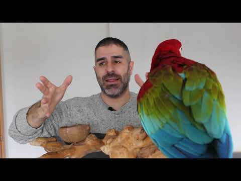 como callar a un loro