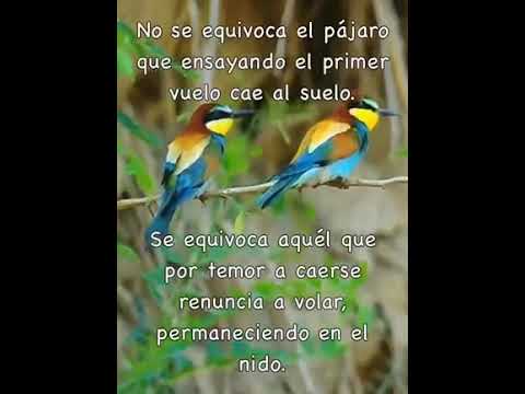 imagenes con frases de aves
