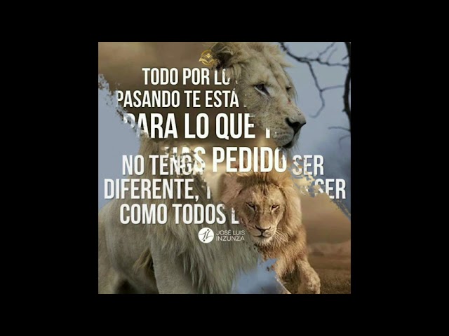 imagenes de leones con frases bonitas
