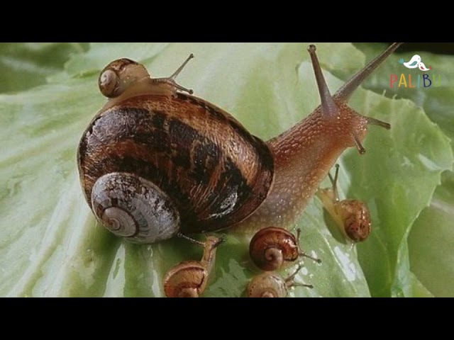 metafora de un caracol para niños