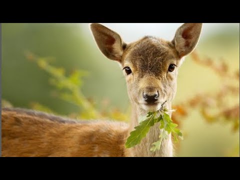 que significa soñar con un venado