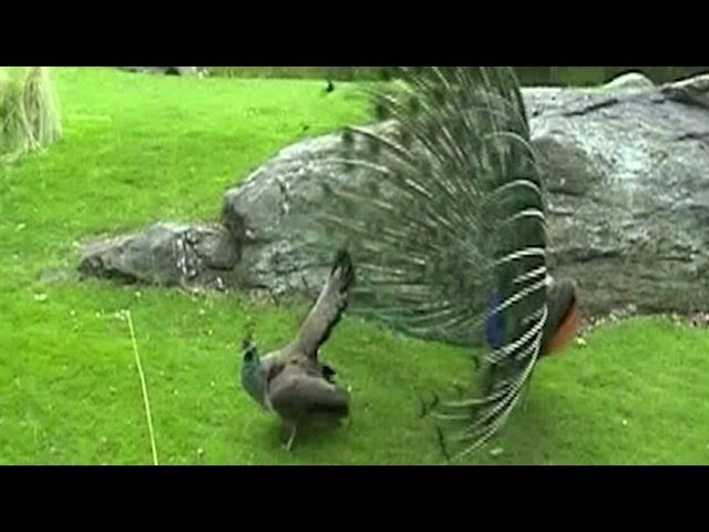 que sonido hacen los pavos reales