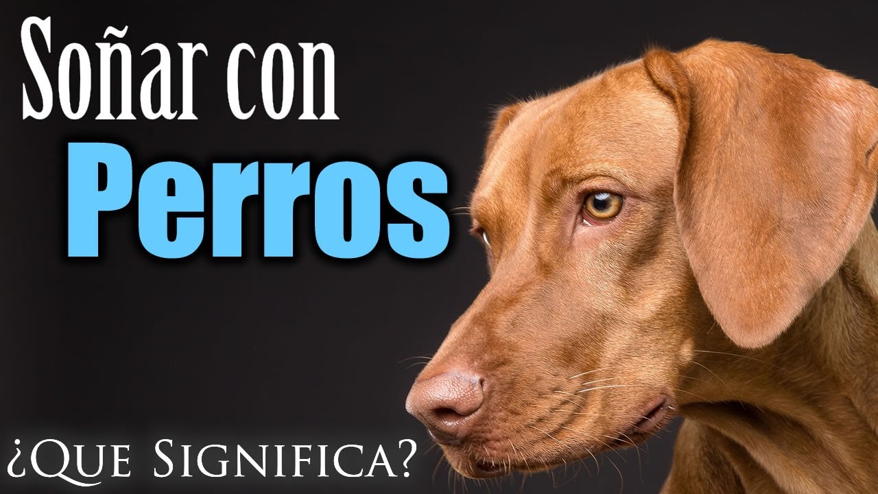 soñar con perros psicoanalisis