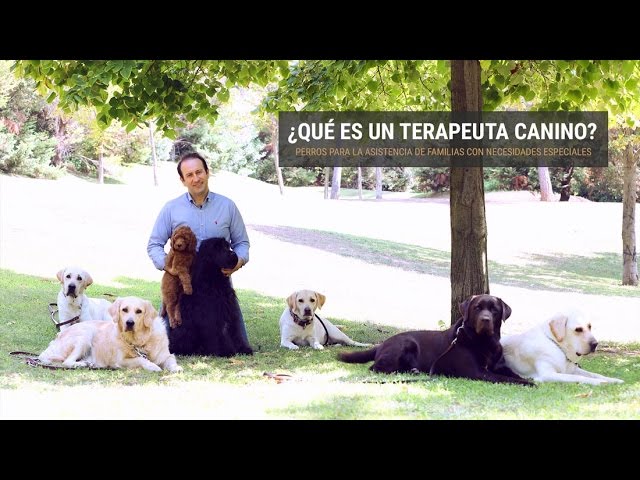 como hacer de mi perro un perro de terapia