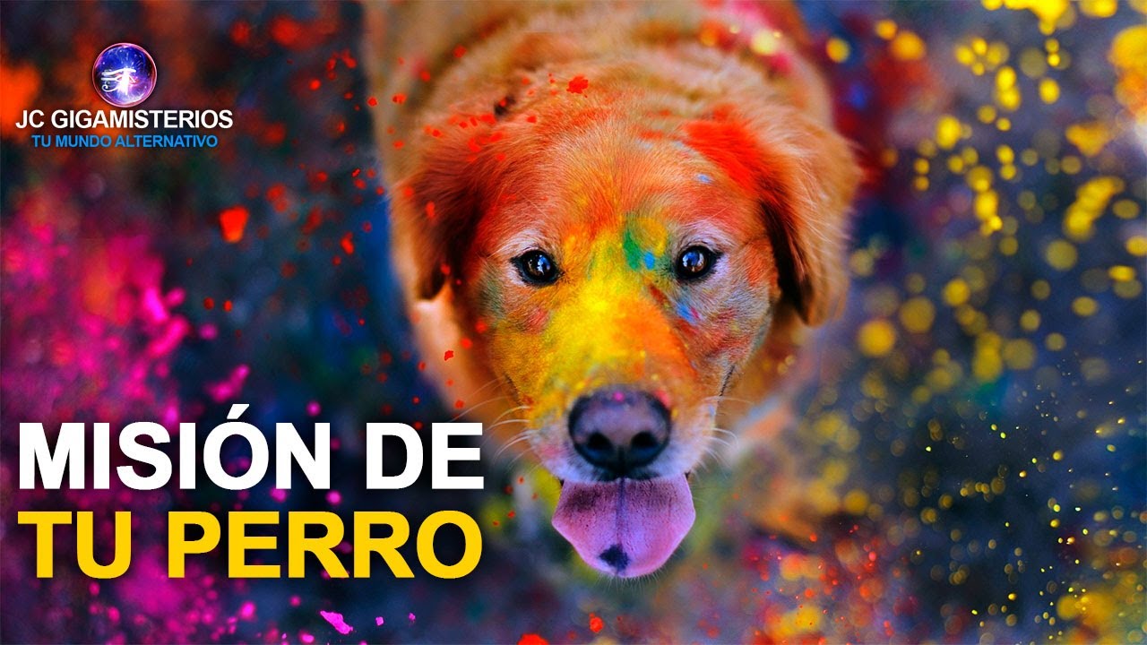 como saber si el espíritu de mi perro está conmigo