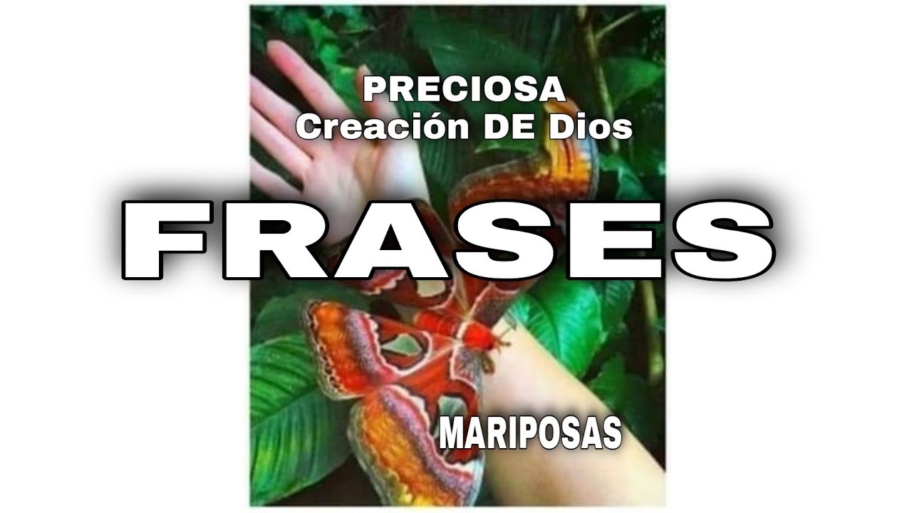 imágenes de mariposas con frases lindas
