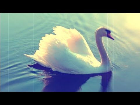que significa soñar con cisnes