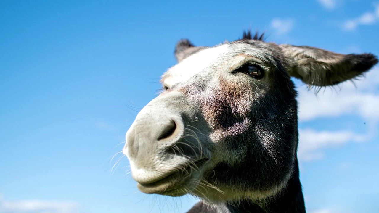 que significa soñar con un burro que me persigue