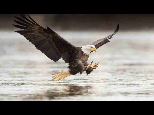 soñar con aguila grande