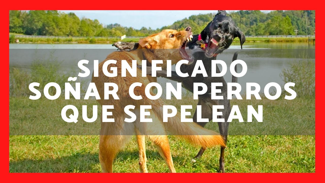 soñar con perros peleando